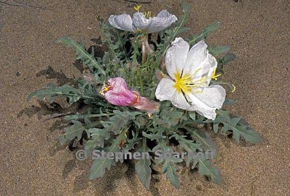 oenothera caespitosa ssp marginata 1 graphic